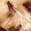 formosan-termite-swarmers-(alates)-up-close-thumbnail_110x110